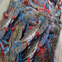 鹰潭海鲜活体空运